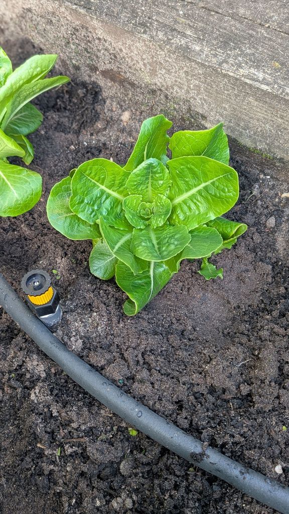Culinary students planted lettuce and herbs in the atrium today. They have decided rename the atrium The Hideaway Garden. The produce that was planted today started as seeds in the classroom's hydroponic garden. Students will be doing more planting in the upcoming weeks. We look forward to future harvests.
