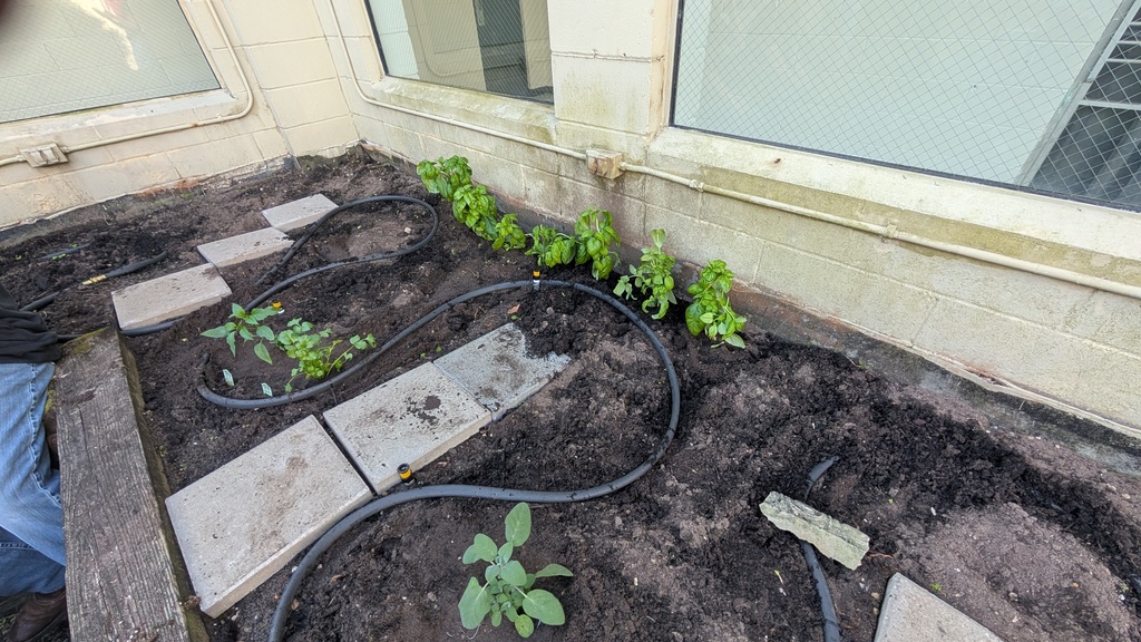 Culinary students planted lettuce and herbs in the atrium today. They have decided rename the atrium The Hideaway Garden. The produce that was planted today started as seeds in the classroom's hydroponic garden. Students will be doing more planting in the upcoming weeks. We look forward to future harvests.