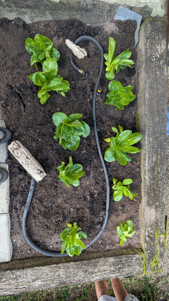 Culinary students planted lettuce and herbs in the atrium today. They have decided rename the atrium The Hideaway Garden. The produce that was planted today started as seeds in the classroom's hydroponic garden. Students will be doing more planting in the upcoming weeks. We look forward to future harvests.