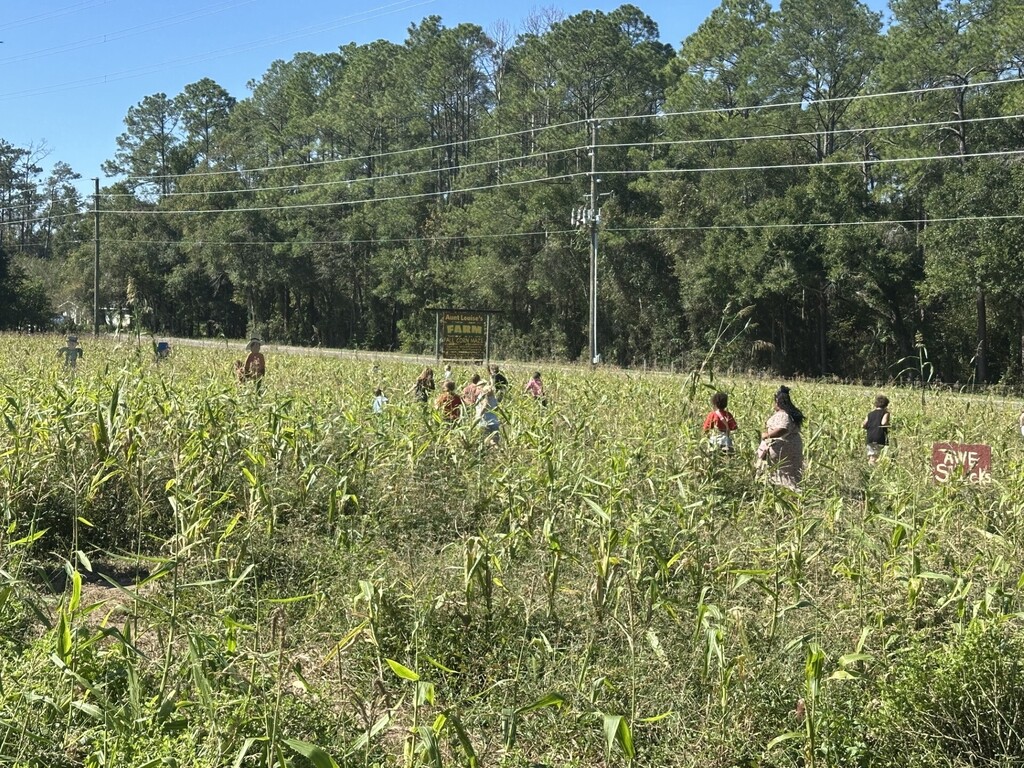 corn maze