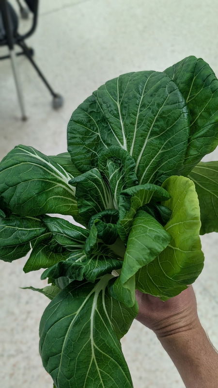 Bok choy from the hydroponic garden