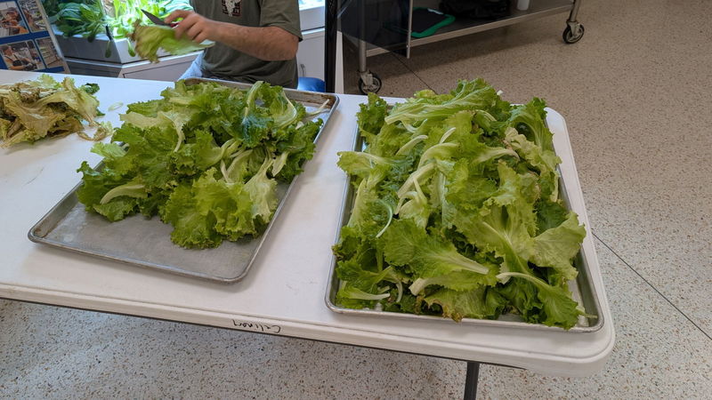 curly lettuce from the Hydroponic garden