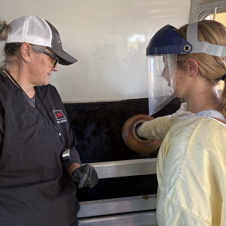 Lydia at the beef lab exploring