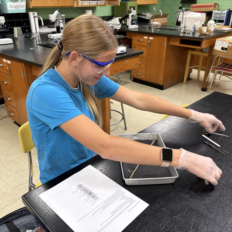 Heidi starting Earthworm dissection 