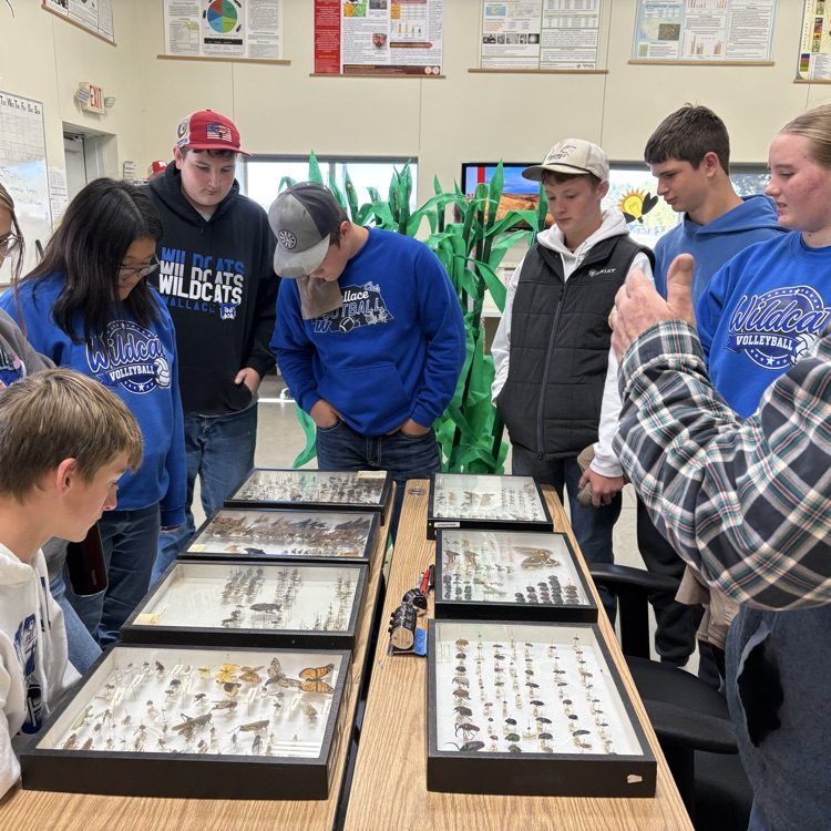 variety of bugs collected in Nebraska