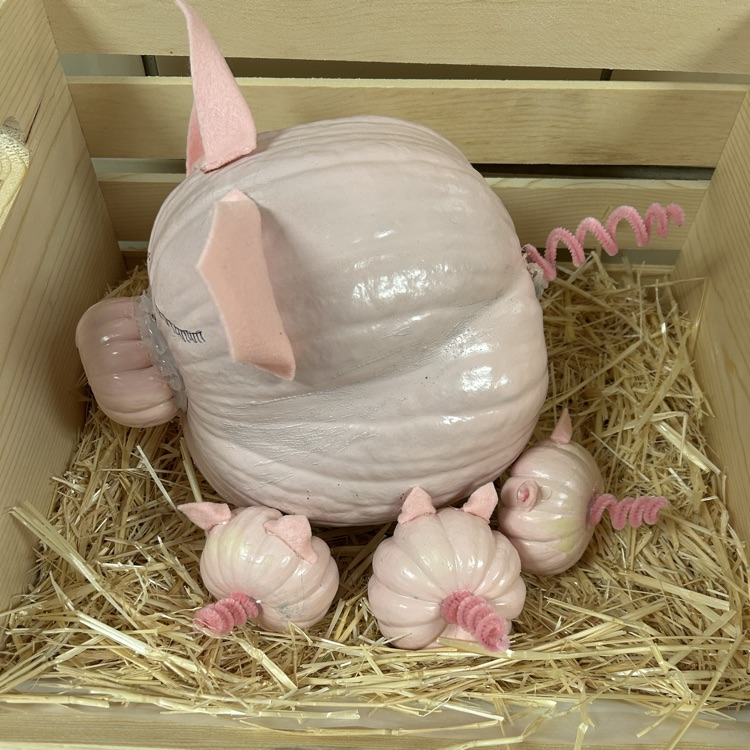 first place pig pumpkin
