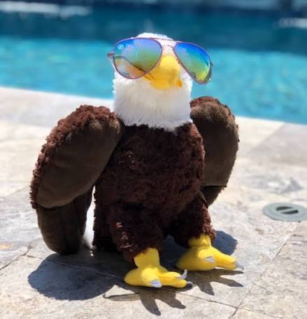 plush eagle sitting poolside with sunglasses