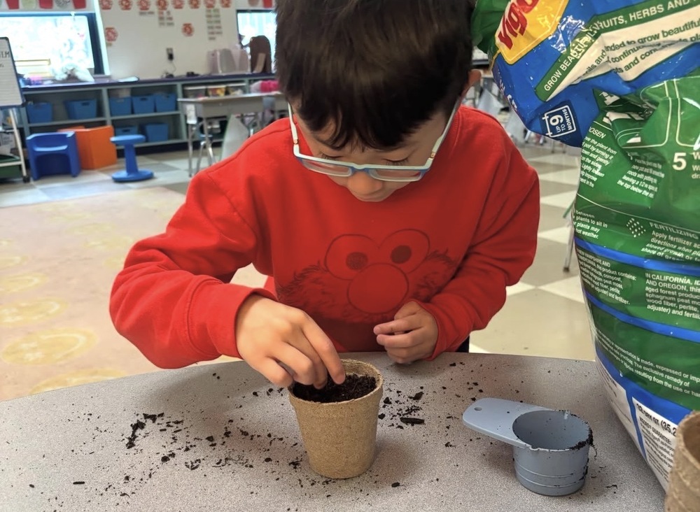 first grade student planting sunflower seeds