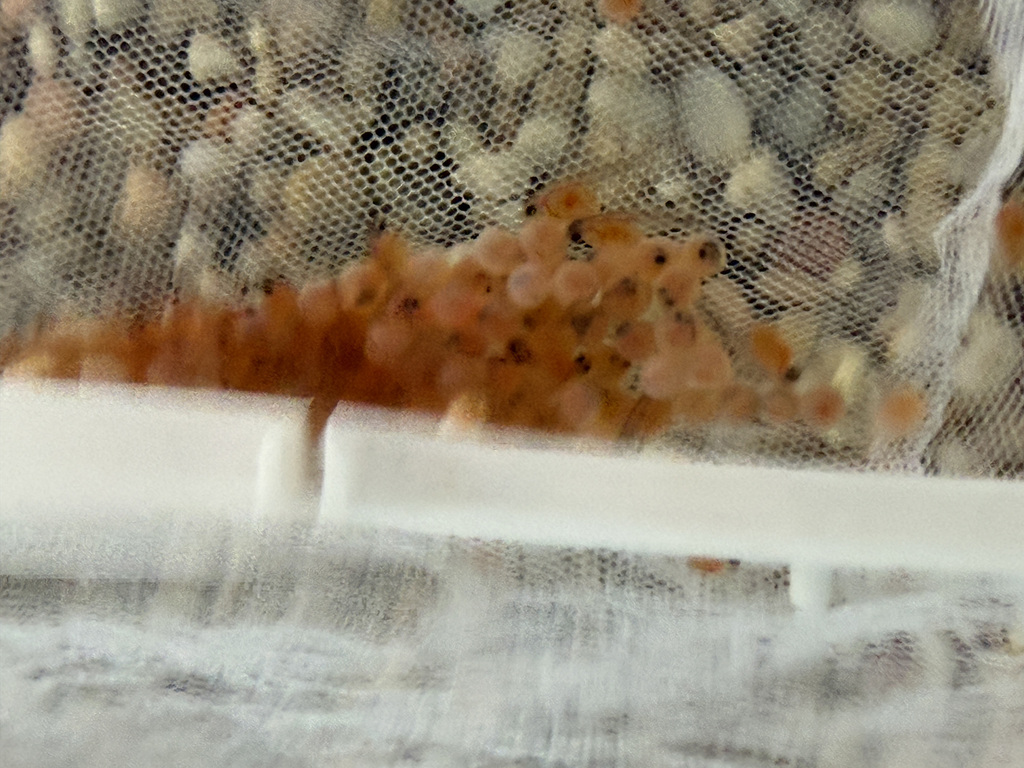 Trout in the Classroom items in Walton - eggs