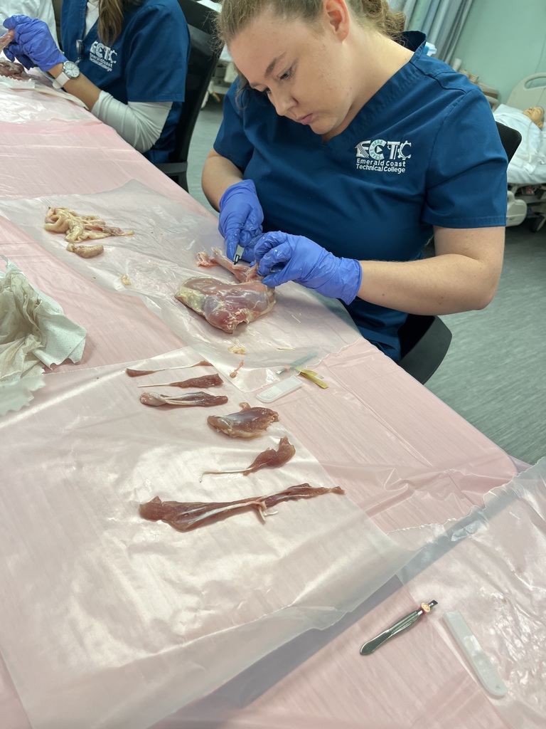 PN Students learning about integumentary and musculoskeletal systems by completing dissections on chicken leg and thigh quarters.