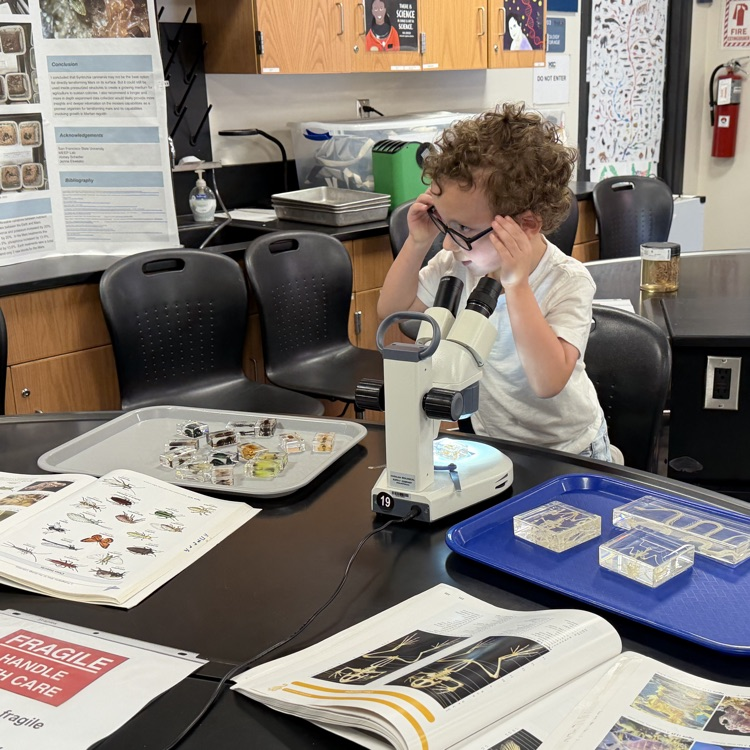 microscope 