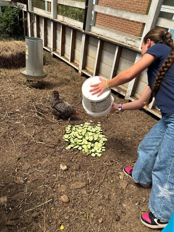 Feeding Chickens