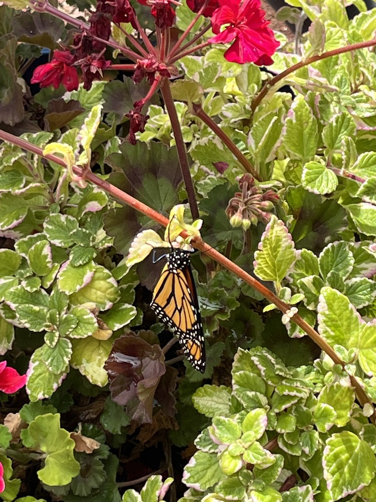 Butterfly on red geranium plant
