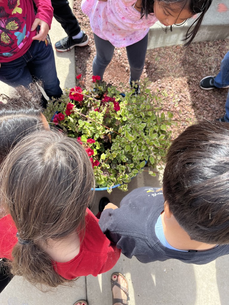 3 students looking at a butterfly on a red geranium