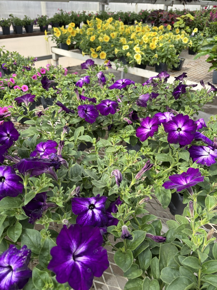 Petunias 