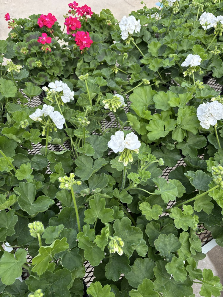 pink & white geraniums 