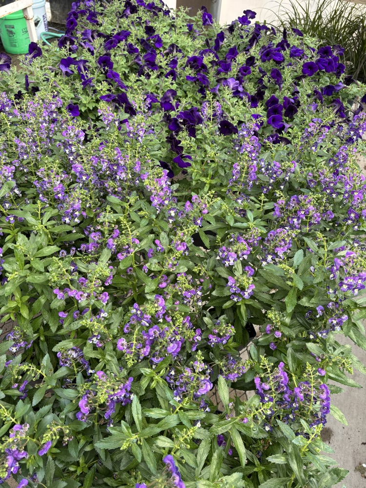 Angelonia 