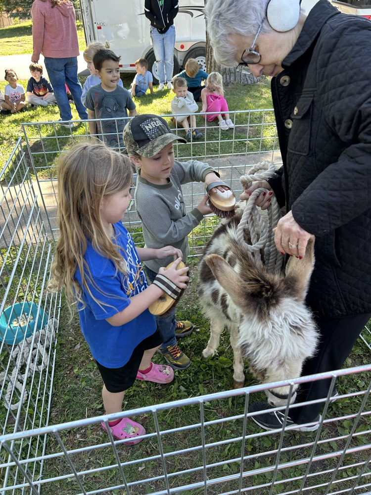 animals