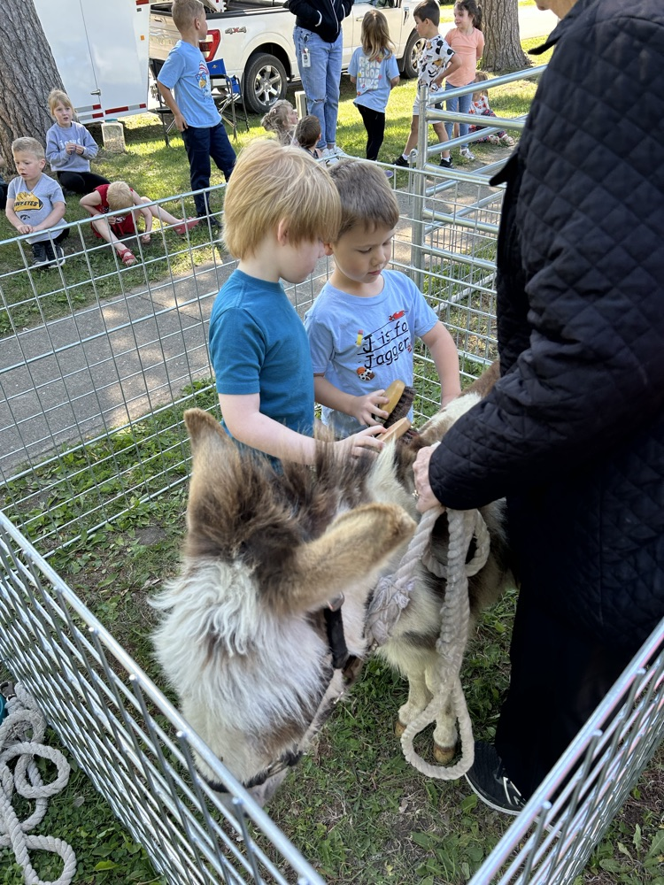 animals