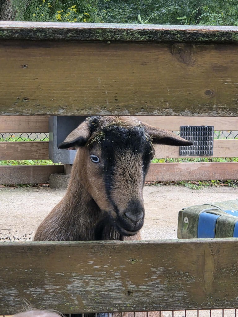 Hello goat