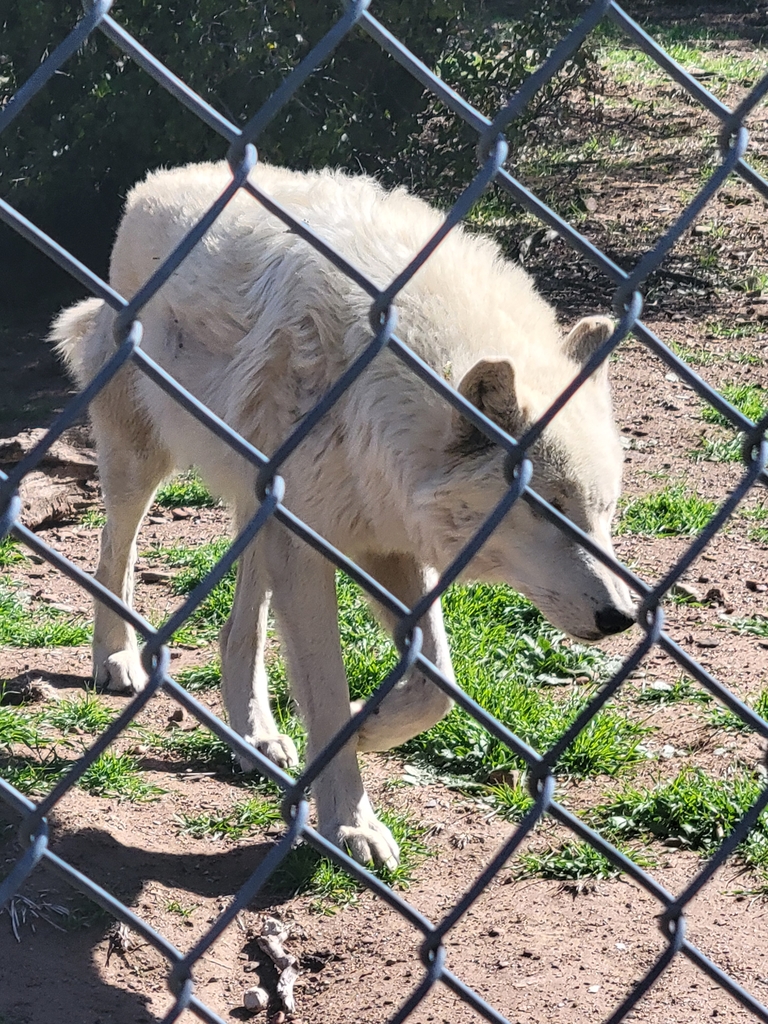 wolf