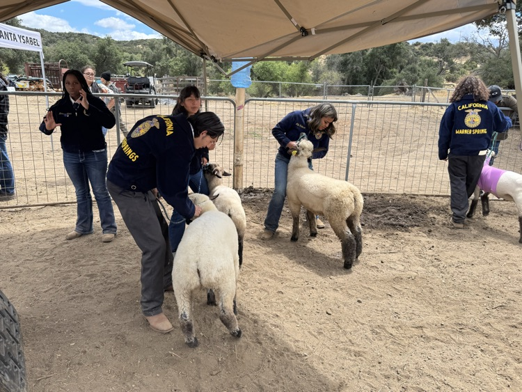 Showmanship