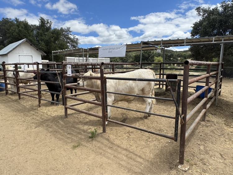 Steers
