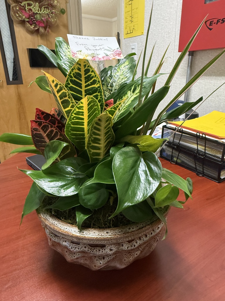Beautiful dish garden