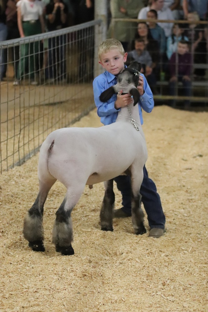 Lamb Show