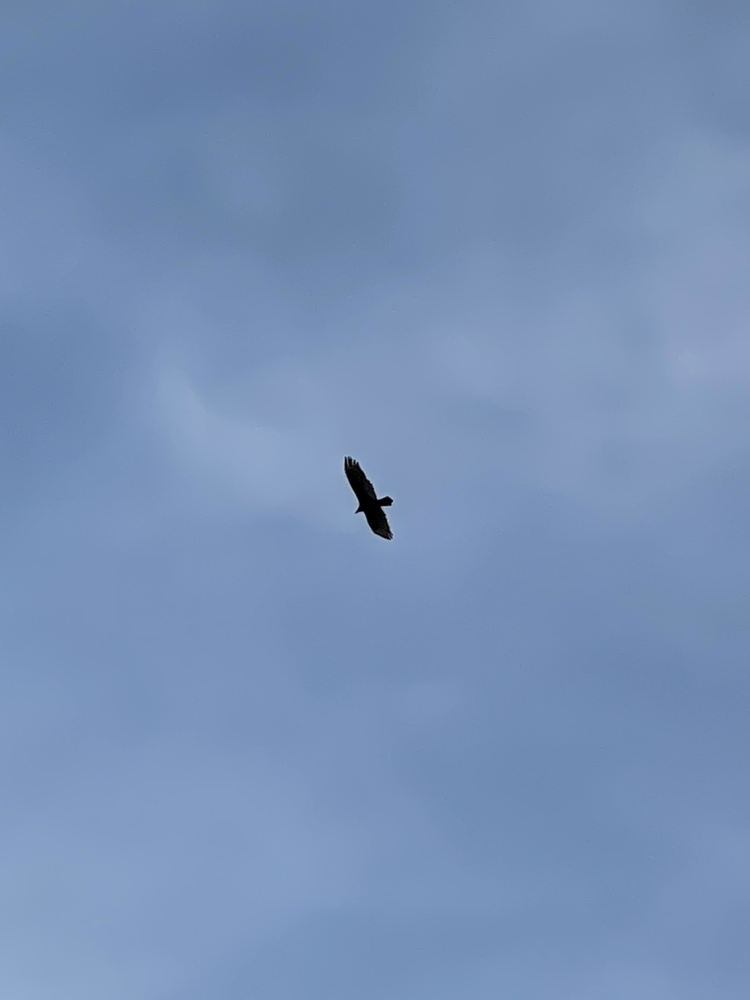 hawk