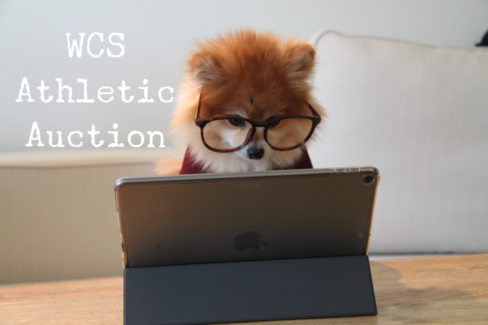 Puppy on a computer 