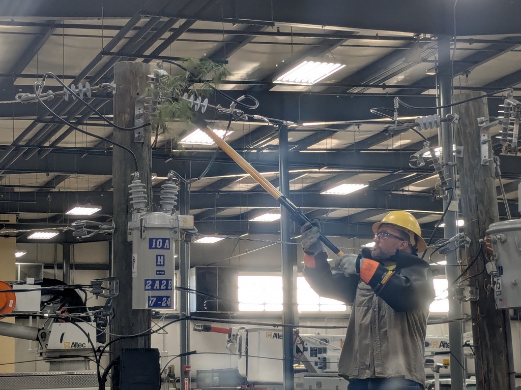 Tree branch