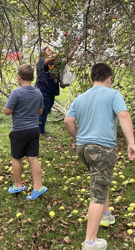 apple picking