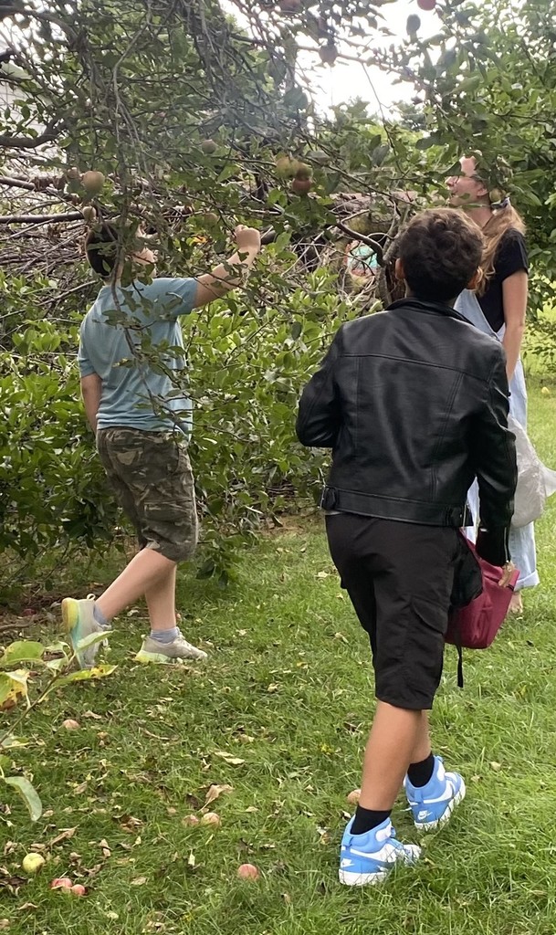 apple picking