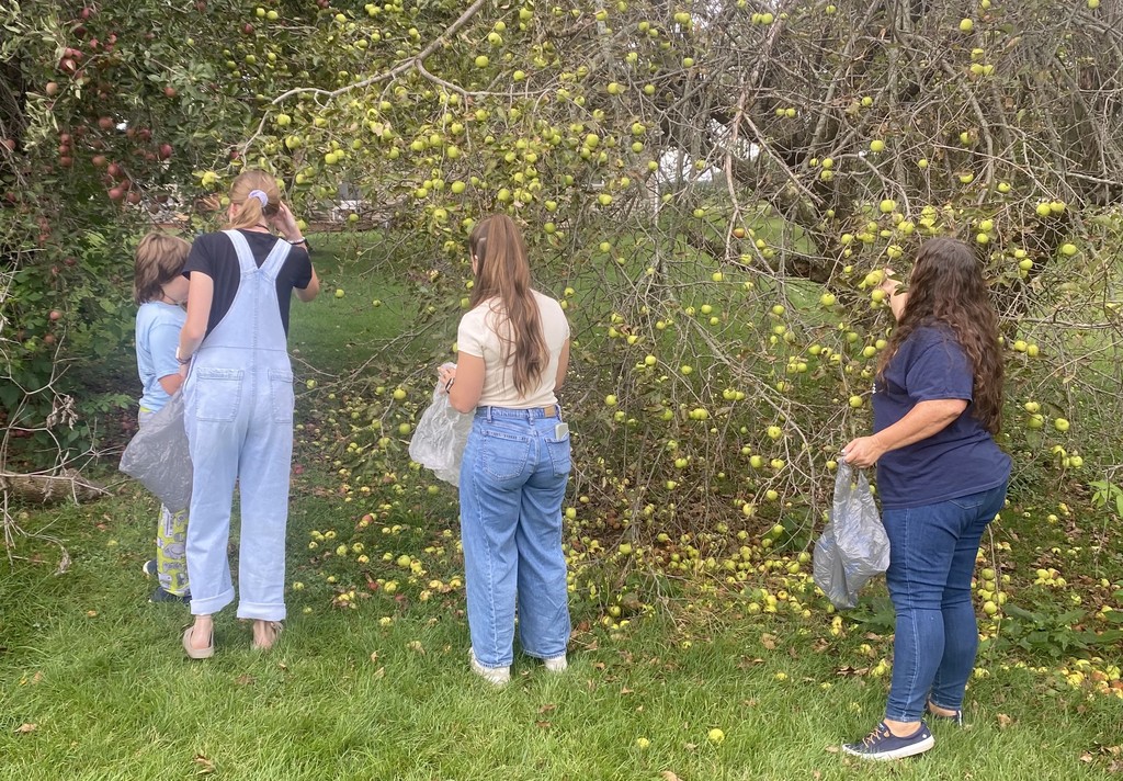 apple picking