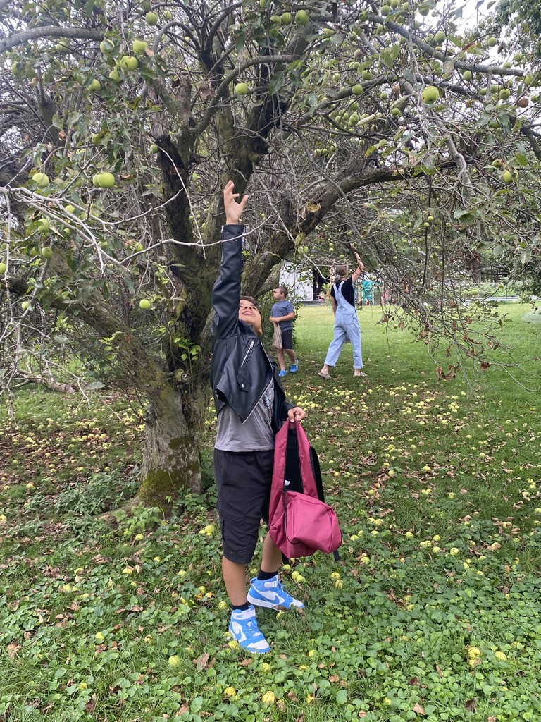 apple picking