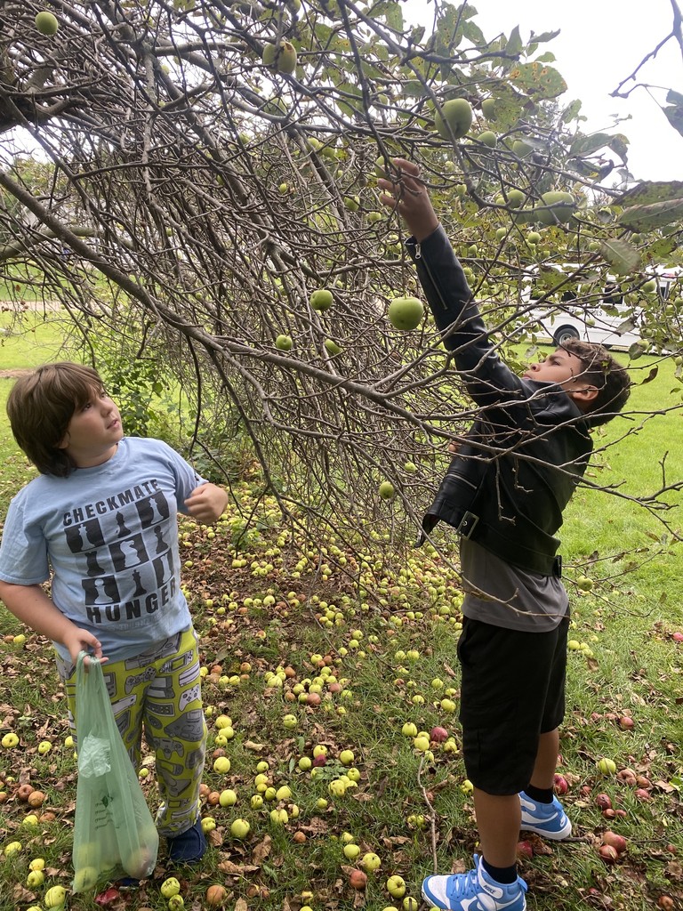 apple picking