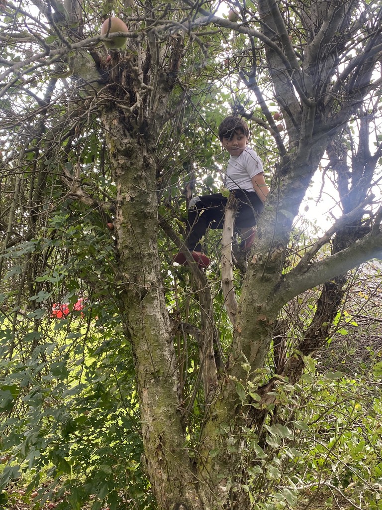 apple picking