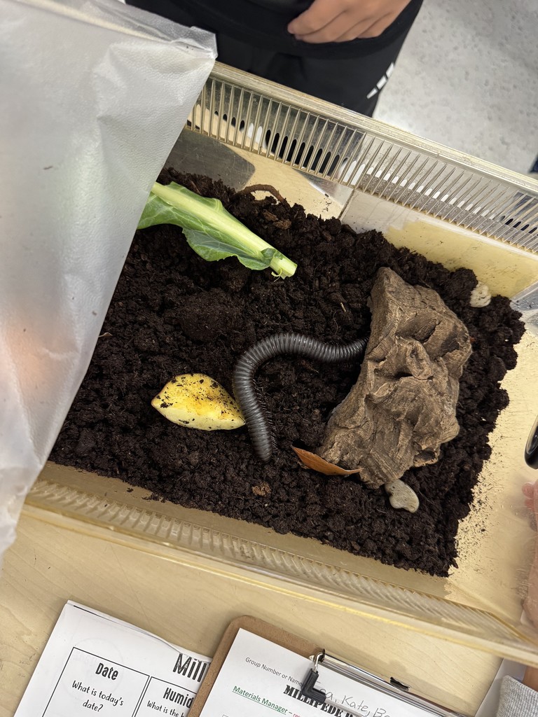 millipedes1