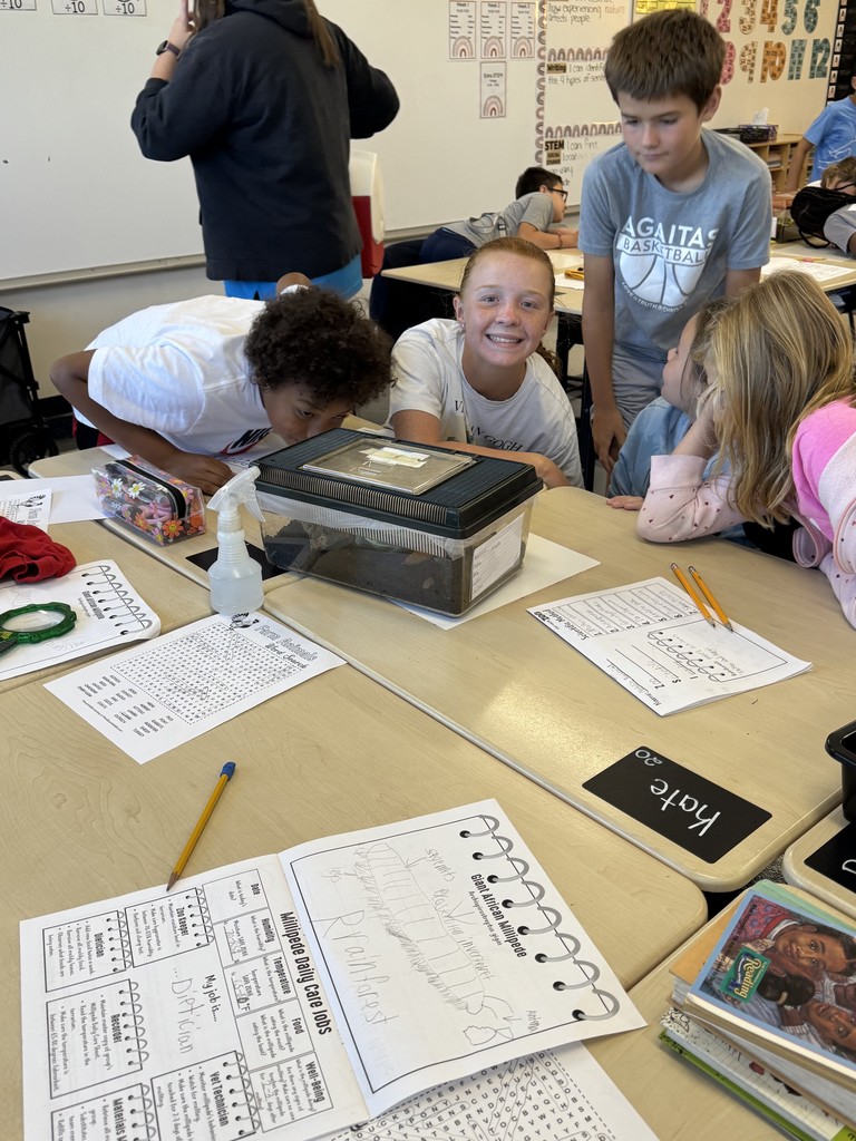 millipedes5