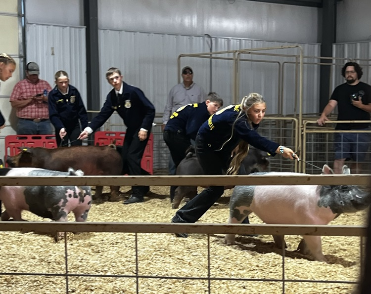 Pig show county fair 