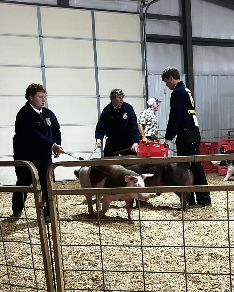 pig show county fair