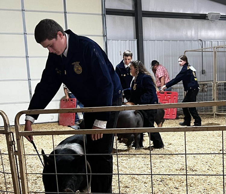 pig show county fair 