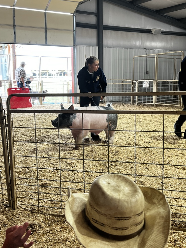 pig show county fair 