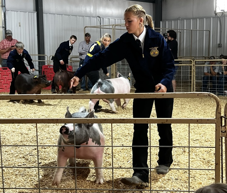 pig show county fair 