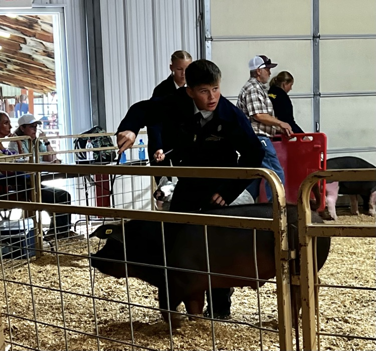 pig show county fair