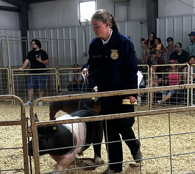 pig show county fair 
