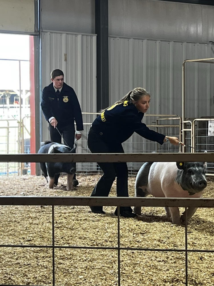 pig show county fair 