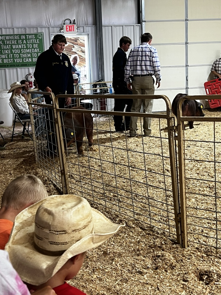 pig show county fair 