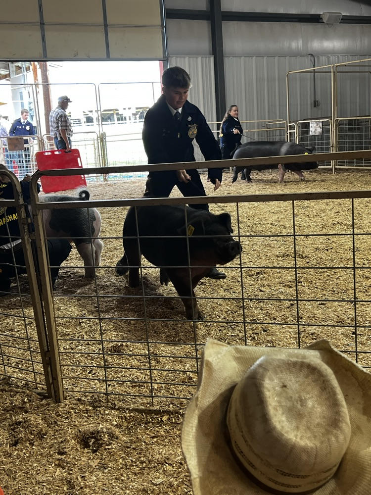 pig show county fair